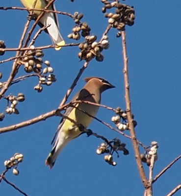 [Close view of the bird which has yellow tips to its tail and a yellow lower half of its underbelly. The face has a strip of yellow and a strip of black. The rest of the boyd is tan as is the crest which projects from the back of the head.]